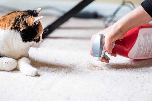 Pet Stain and Odor Removal services Mobile AL​