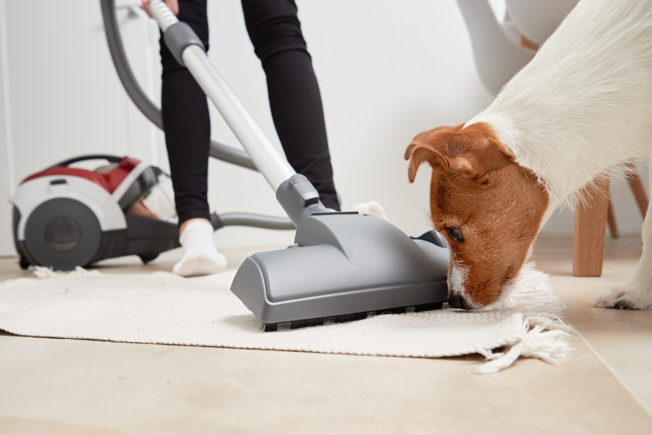 pet stain and odor removal in mobile al cleaner