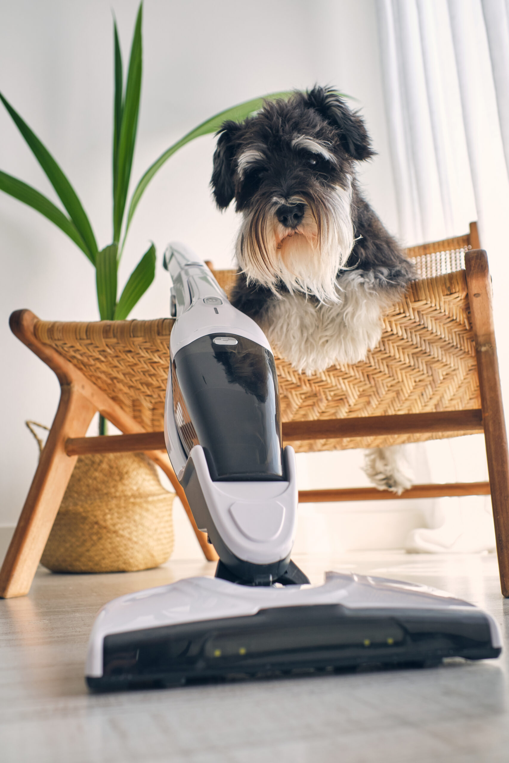 Pet Stain & Odor Removal Mobile, AL