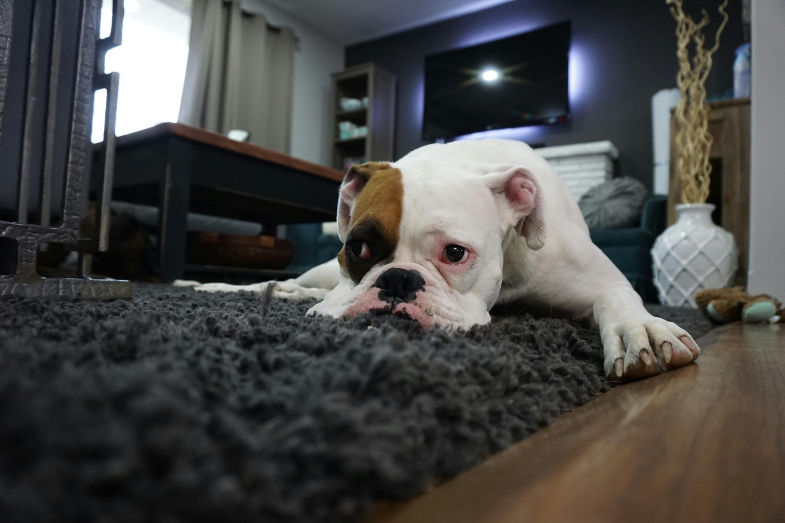 Pet Stain & Odor Removal Mobile