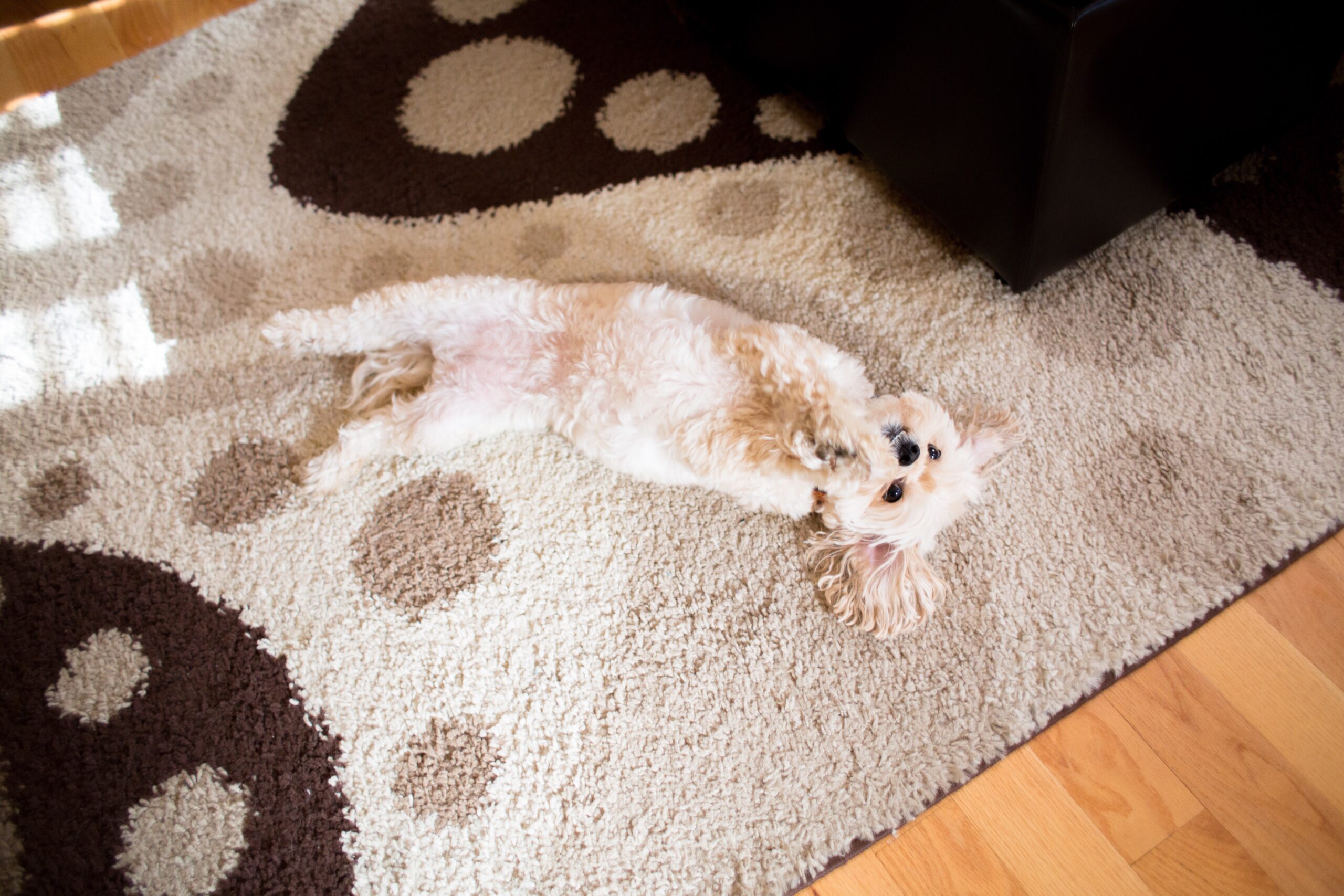 Pet stain and odor removal mobile al