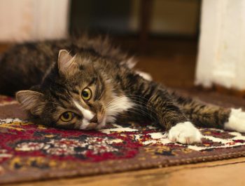 carpet cleaning services Pet Stain & Odor Removal Mobile, AL